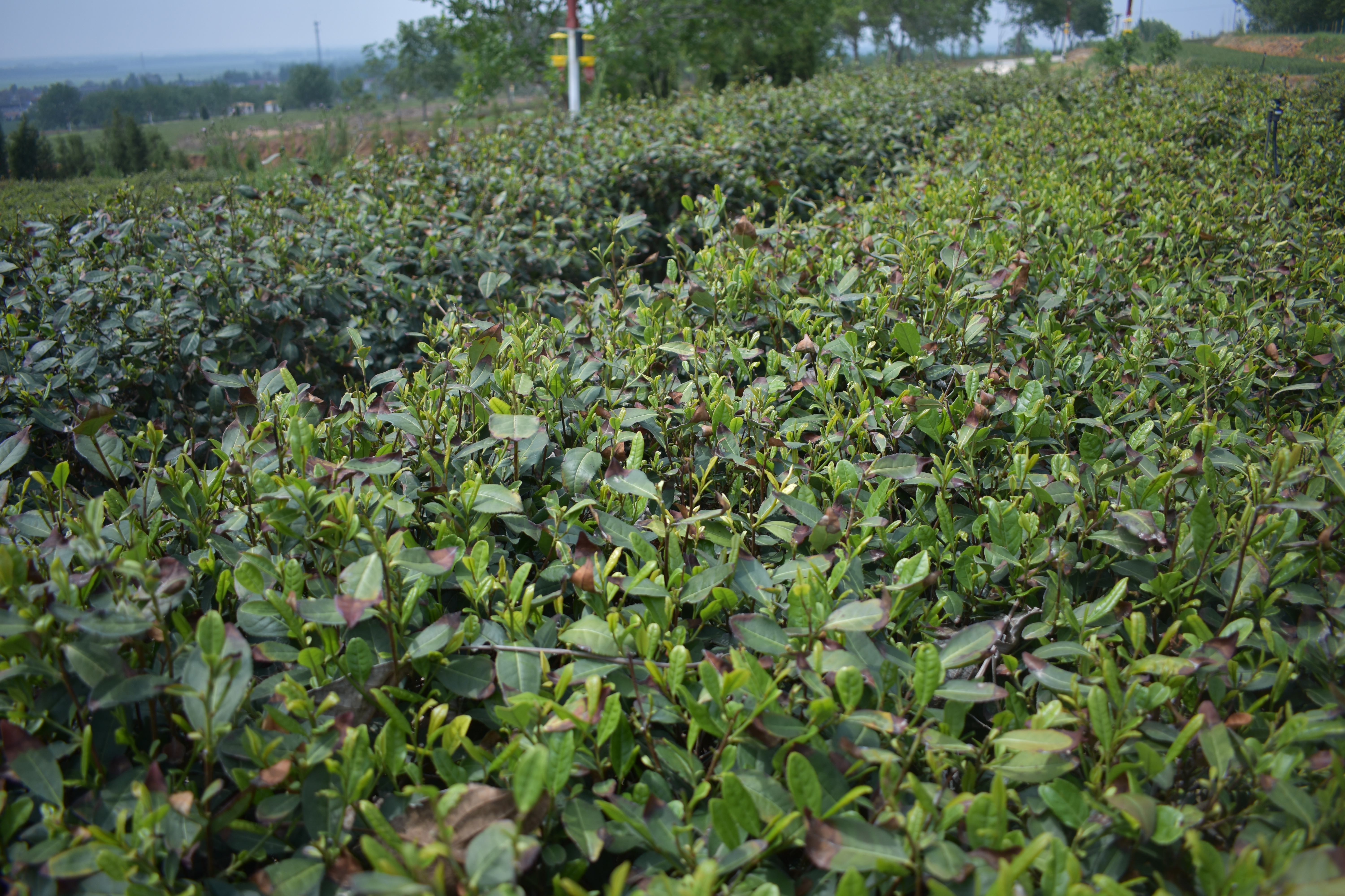 山东茶叶种植基地