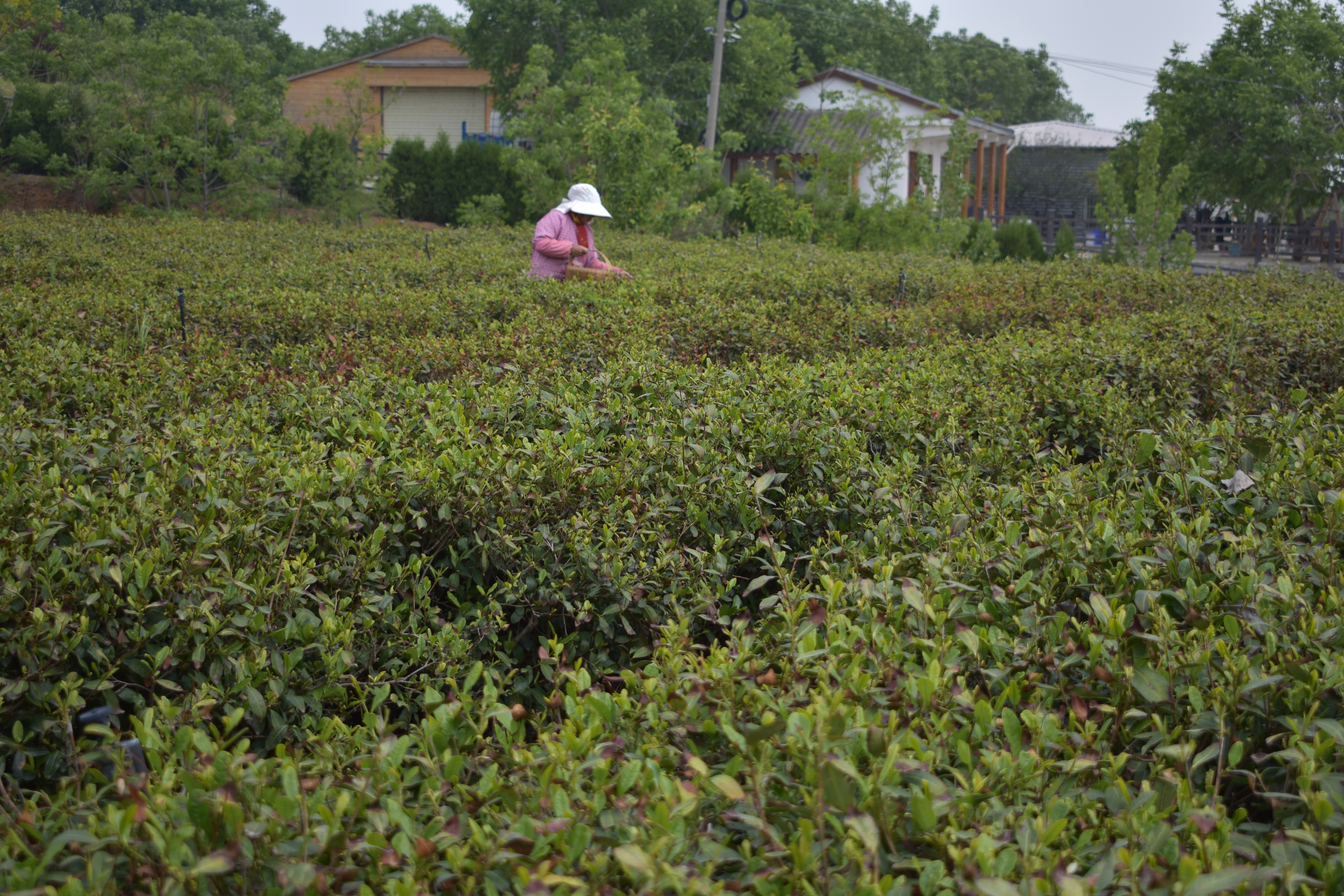 济宁茶叶种植