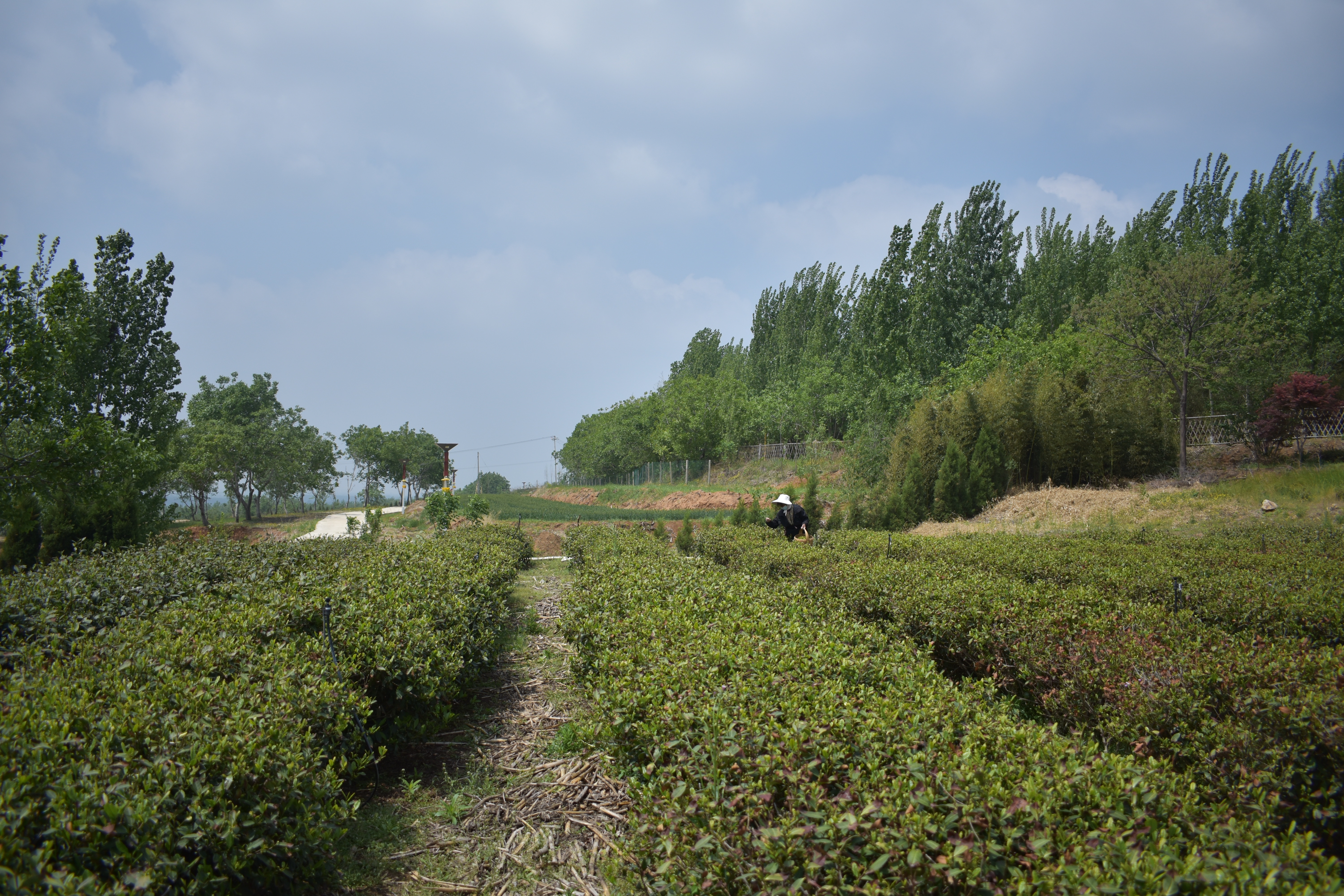 济宁茶叶基地